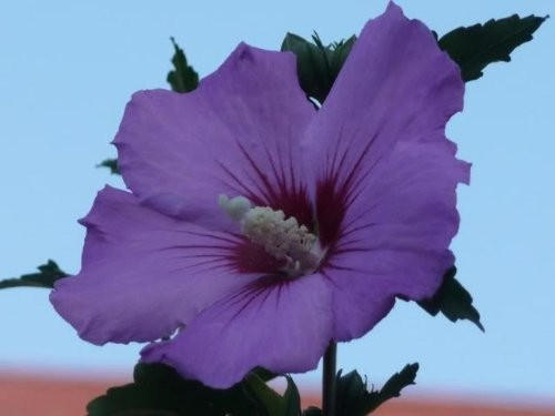50 PURPLE ROSE OF SHARON HIBISCUS Syriacus Flower Tree Bush Shrub Seeds MixComb S H