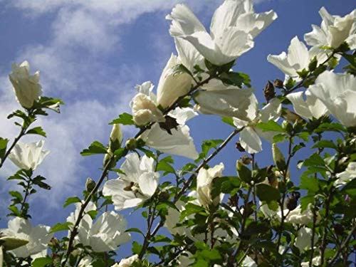 50 WHITE DOUBLE ROSE OF SHARON HIBISCUS Syriacus Flower Tree Bush Shrub Seeds MixComb S H