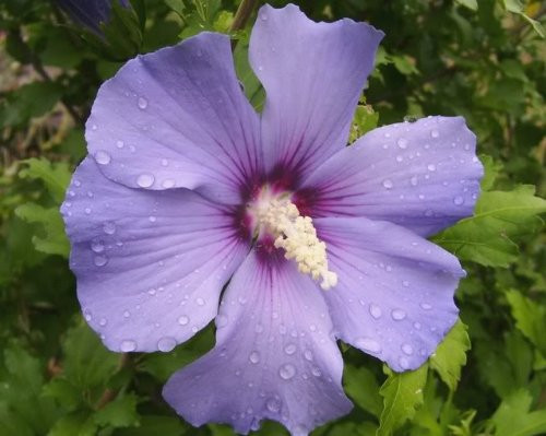 50 BLUE BIRD ROSE OF SHARON HIBISCUS Syriacus Flower Tree Bush Shrub Seeds MixComb S H