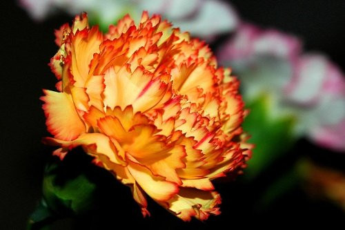 50 ORANGE CARNATION Dianthus Caryophyllus Chabaud Flower SeedsComb S H