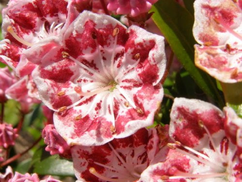 50 MOUNTAIN LAUREL White Pink Red Kalmia Latifolia Shrub Bush Seeds Comb S H