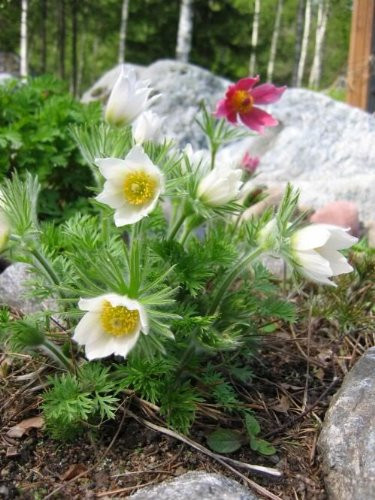 25 WHITE ANEMONE Pulsatilla Vulgaris   PASQUE FLOWER SeedsComb S H