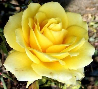 5 YELLOW ROSE Rosa Bush Shrub Perennial Flower SeedsComb S H