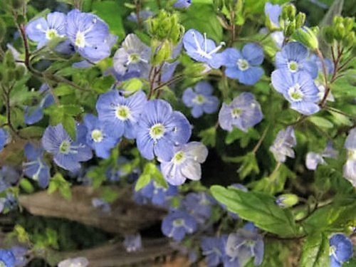 50 CREEPING BLUE SPEEDWELL   VERONICA Repens Flower SeedsComb S H