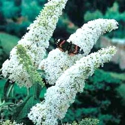 50 White Butterfly Bush Buddleia Davidii Flower Seeds  Plus Gift  and  Comb S H