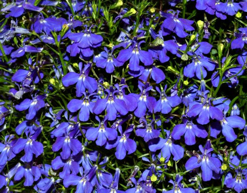 200 CRYSTAL PALACE Purple BLUE LOBELIA REGATTA Erinus Flower SeedsComb S H