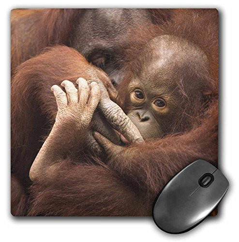 3dRose Florida, Pensacola, Orangutans At Zoo, Us10 Jwl0001, Joanne Wells Mouse Pad (mp_89194_1)