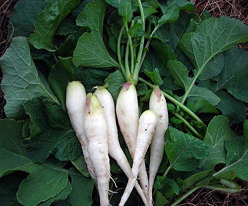 COOL BEANS N SPROUTS - Radish Seeds White Lady Radish  Radish Seeds  4 oz Seeds per Pack  Non-GMO  COOL BEANS N SPROUTS