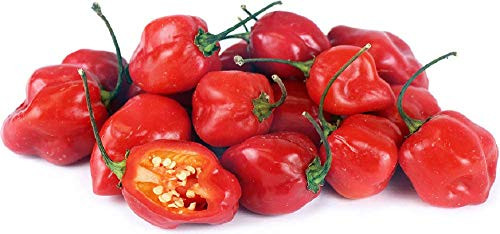 500 Count Habanero Pepper Seeds inch COOL BEANS N SPROUTSinch  Brand. Heirloom. Non-GMO. Home Gardening.