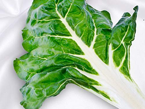 500 Count White Ribbed Swiss Chard Seeds inch COOL BEANS N SPROUTSinch  Brand. Heirloom. Non-GMO. Home Gardening.