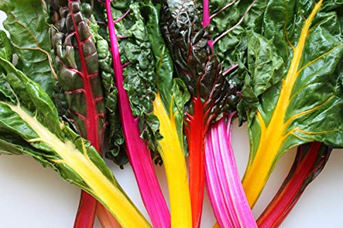 500 Count Rainbow Swiss Chard Seeds inch COOL BEANS N SPROUTSinch  Brand. Heirloom. Non-GMO. Home Gardening.