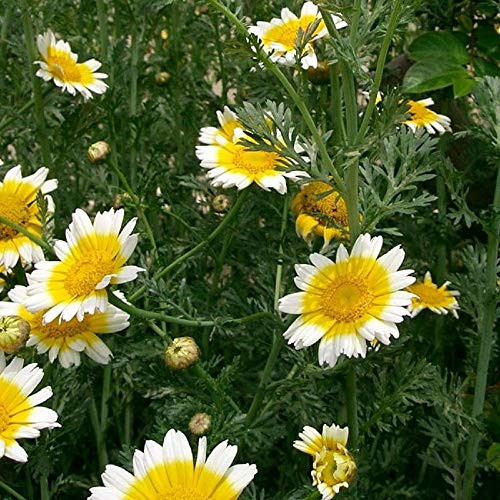 500 Count Garland Daisy Flower Seeds inch COOL BEANS N SPROUTSinch  Brand. Home Gardening.
