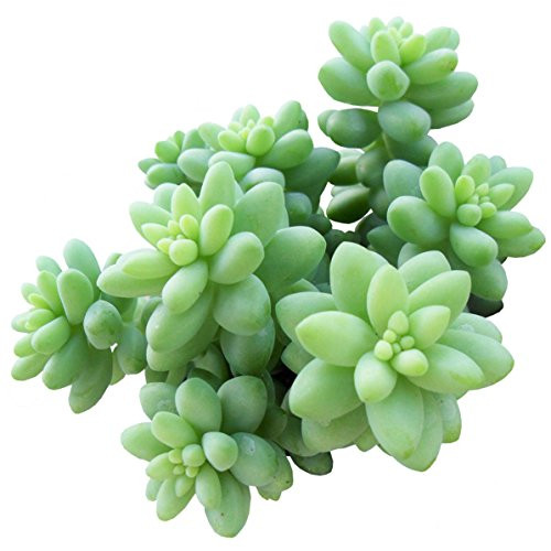 Sedum Burrito Donkey_s Tail Succulent -2 inch-