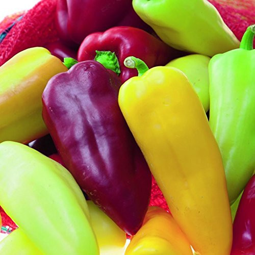 Pretty N Sweet Bell Pepper Seeds - 200 Plus Seeds - Delicious Sweet Peppers Pretty N Sweet Bell Pepper Seeds - 200 Plus Seeds - Delicious Sweet Peppers