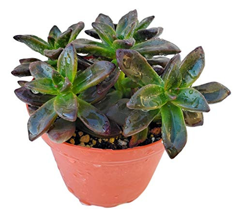 Fat Plants San Diego Succulent Plant-s- Fully Rooted in 4 inch Planter Pots with Soil - Real Live Potted Succulents Unique Indoor Cactus Decor -1  Sedeveria Black-