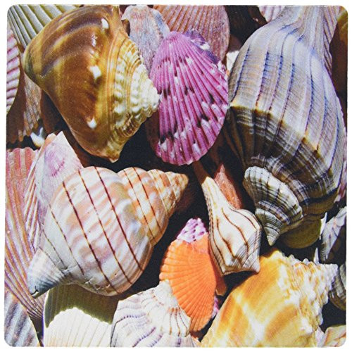 3dRose LLC 8 x 8 x 0.25 Inches Mouse Pad, Vividly Colored Seashells (mp_123218_1)