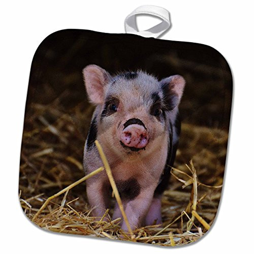 3dRose 3D Rose Sweet and Cute Baby Pig Farm Pot Holder, 8 x 8
