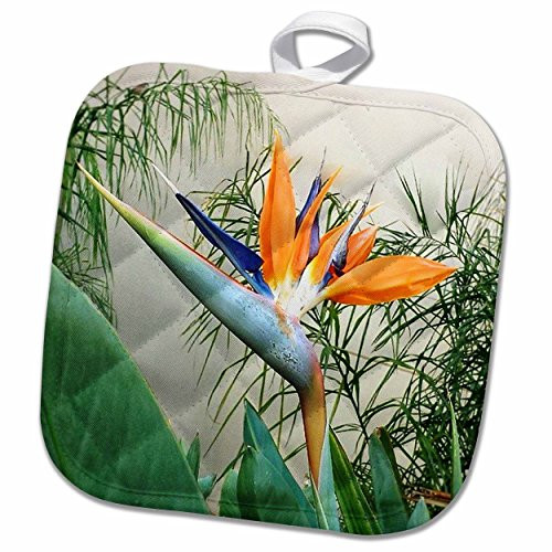 3dRose 3D Rose Bird of Paradise Flower Pot Holder, 8 x 8