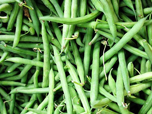 500 Count Bush Bean- Blue Lake inch COOL BEANS n SPROUTSinch  Brand. Home Gardening