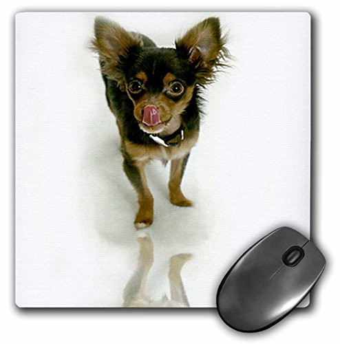 3dRose LLC 8 x 8 x 0.25 Inches Mouse Pad, Long Hair Chihuahua (mp_880_1)