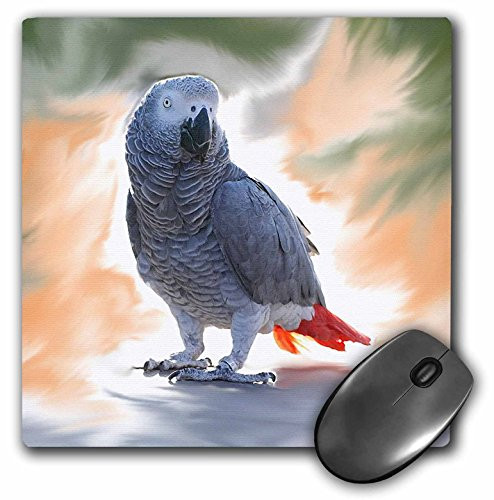 3dRose LLC 8 x 8 x 0.25 Inches Mouse Pad, African Grey Parrot (mp_4030_1)