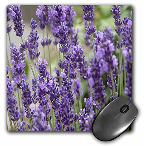 3dRose LLC 8 x 8 x 0.25 Inches Field of Purple Flowers Mouse Pad (mp_6269_1)
