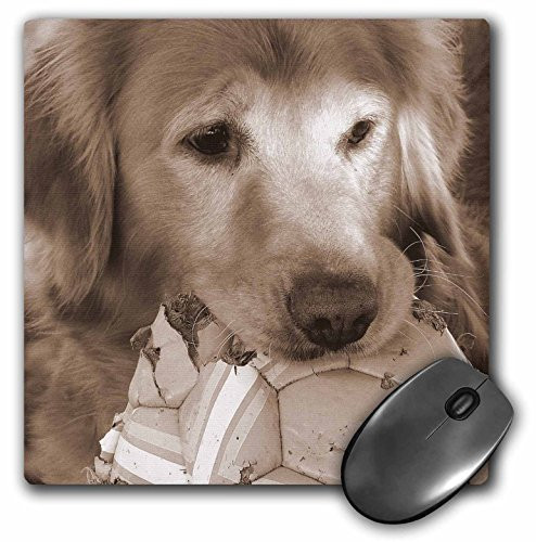 3dRose LLC 8 x 8 x 0.25 Inches Mouse Pad, Golden Retriever by Angel and Spot (mp_10943_1)