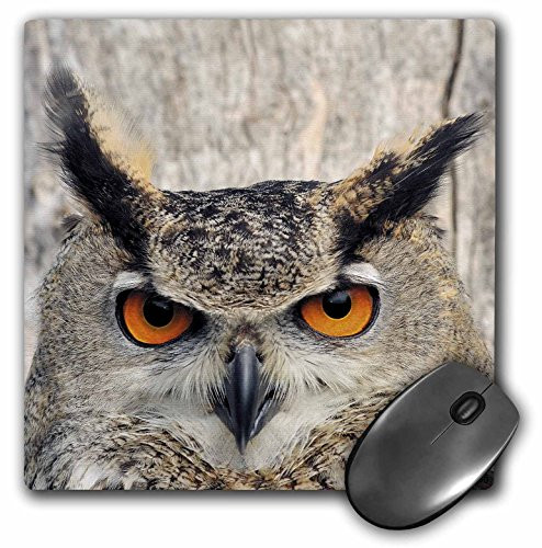 3dRose LLC 8 x 8 x 0.25 Inches Mouse Pad, Eagle Owl (mp_9902_1)