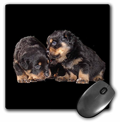 3dRose LLC 8 x 8 x 0.25 Inches Mouse Pad, Gossiping - Rottweiler, Rottweiler's, Rottie, Rottie Owner, Rottweiler Puppy, Rottweiler Puppies (mp_46993_1)