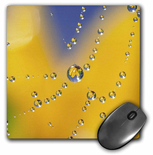 3dRose LLC 8 x 8 x 0.25 Spider Web Dew Drops Black-Eyed Susan Flower Jaynes Gallery Mouse Pad (mp_83683_1)