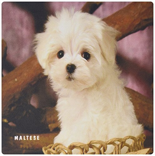 3dRose LLC 8 x 8 x 0.25 Inches Mouse Pad, Adorable Maltese Puppy (mp_101695_1)
