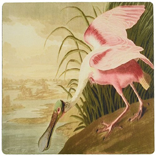 3dRose 8 x 8 x 0.25 Inches Mouse Pad, John J Audubon Painting of A Roseate Spoonbill Bird (mp_119772_1) 3dRose 8 x 8 x 0.25 Inches Mouse Pad, John J Audubon Painting of A Roseate Spoonbill Bird (mp_119772_1)