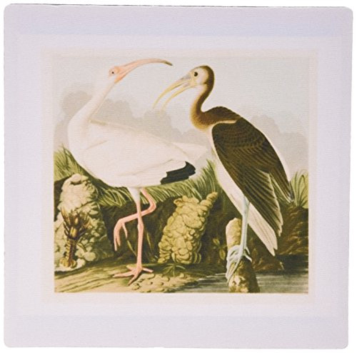 3dRose LLC 8 x 8 x 0.25 Inches Mouse Pad, Vintage John J Audubon Painting of White Ibis Birds (mp_123258_1) 3dRose LLC 8 x 8 x 0.25 Inches Mouse Pad, Vintage John J Audubon Painting of White Ibis Birds (mp_123258_1)
