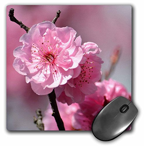 3dRose LLC 8 X 8 X 0.25 Inches Mouse Pad Pink Cherry Blossom Flower (Mp_179125_1)