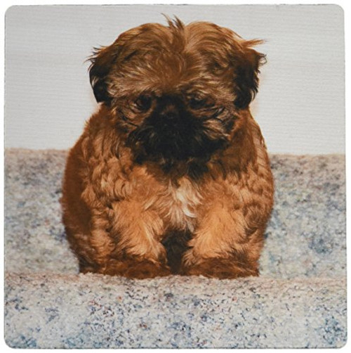 3dRose LLC 8 x 8 x 0.25 Inches Mouse Pad, An Adorable Shih Tzu Puppy Sitting At The Top Of The Stairs (mp_183297_1) 3dRose LLC 8 x 8 x 0.25 Inches Mouse Pad, An Adorable Shih Tzu Puppy Sitting At The Top Of The Stairs (mp_183297_1)