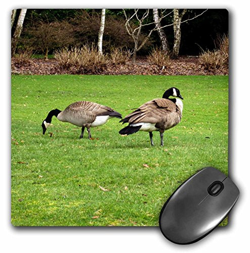 3dRose LLC 8 x 8 x 0.25 Inches Canada Geese Grazing on the Lawn Mouse Pad (mp_18551_1)