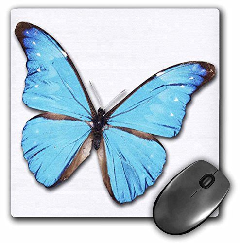 3dRose LLC 8 x 8 x 0.25 Inches Mouse Pad, Turquoise Large Butterfly (mp_37350_1)