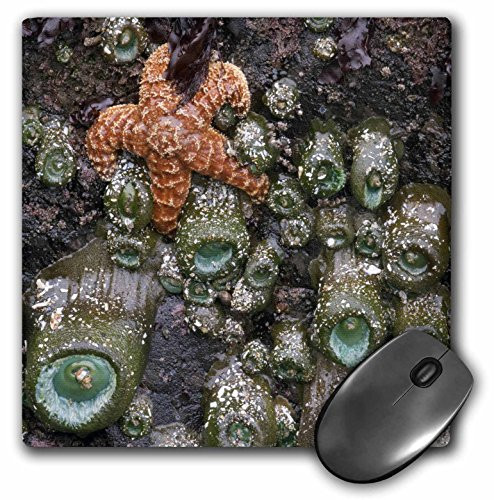 3dRose LLC 8 x 8 x 0.25 Inches Mouse Pad, Tide Pool Marine Life Oregon, USA, Raymond Klass (mp_94106_1)