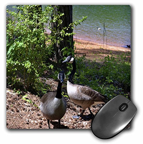 3dRose LLC 8 x 8 x 0.25 Inches Two Canadian Geese Pattern Mouse Pad (mp_50809_1)