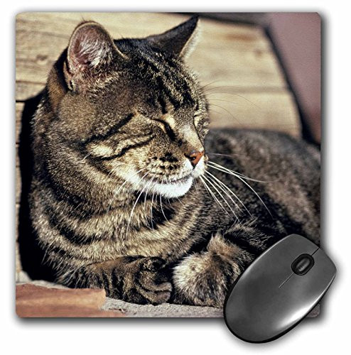 3dRose LLC 8 x 8 x 0.25 Inches Mouse Pad, Utah Capitol Reef Np Sleeping Tabby Cat Ric Ergenbright (mp_94870_1)