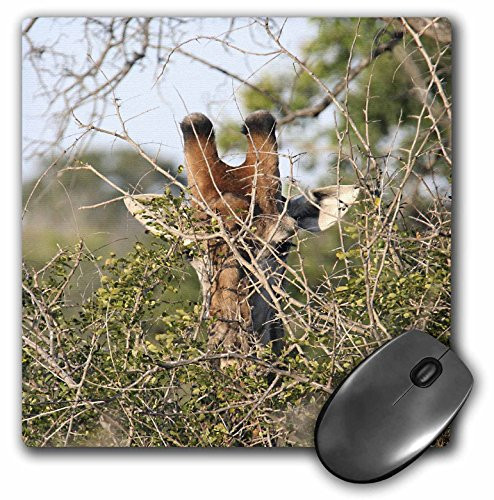 3dRose LLC 8 x 8 x 0.25 Inches South African Giraffe Head Face in the Trees Mouse Pad (mp_20121_1)