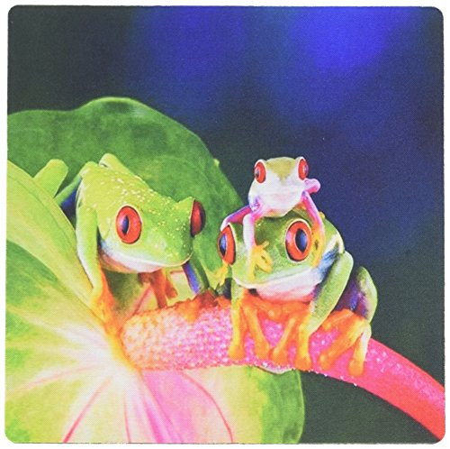 3dRose LLC 8 x 8 x 0.25 Inches Mouse Pad, Family of Tropical Tree Frogs (mp_101717_1)
