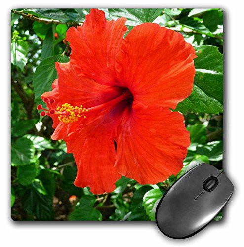 3dRose LLC 8 x 8 x 0.25 Inches Really Red Hibiscus Mouse Pad (mp_21001_1)