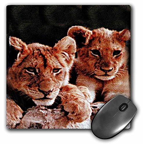 3dRose LLC 8 x 8 x 0.25 Inches African Lion Cubs Mouse Pad (mp_600_1)