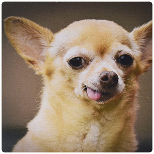 3dRose LLC 8 x 8 x 0.25 Inches Mouse Pad, toothless Chihuahua Dog Santa Fe New Mexico Julien Mcroberts (mp_92682_1) 3dRose LLC 8 x 8 x 0.25 Inches Mouse Pad, toothless Chihuahua Dog Santa Fe New Mexico Julien Mcroberts (mp_92682_1)