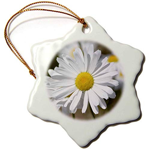 3dRose Pretty White Daisy Flowers Spring Photography Snowflake Ornament, 3"