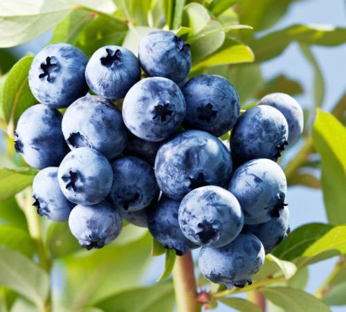 300 PlusSuper Sweet n Huge BLUEBERRY SEEDS Highbush Mix Perennial Fruit