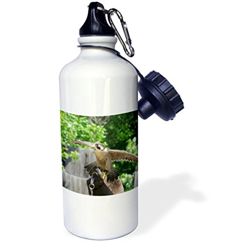 3dRose wb_24976_1 Peregrine Falcon Sports Water Bottle, 21 oz, White