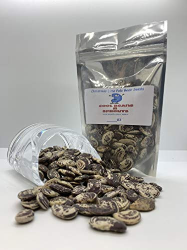 500 Count Beans- Christmas Lima Bean inch COOL BEANS N SPROUTSinch  Brand. Home Gardening.