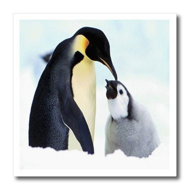 3dRose Mama n Baby Penquin-Iron On Heat Transfer  6 by 6-inch  for White Material -ht_46554_2-